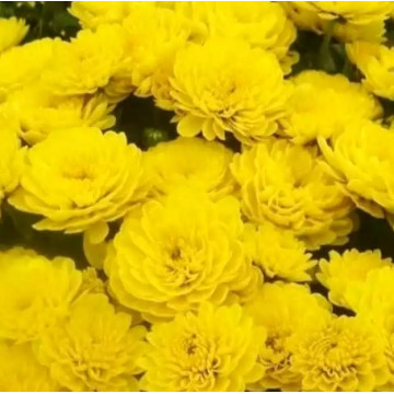 Саженцы - Хризантемы "Gigi Yellow мультифлора"